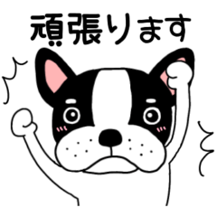 【敬語】フレンチブルドッグのブル51