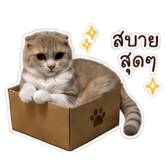 Deo Funny kitten