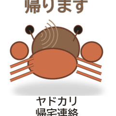 ヤドカリ帰宅連絡
