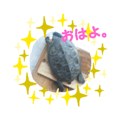 にたんださん家のカメさん。