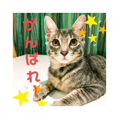 ねこのシェルちゃん