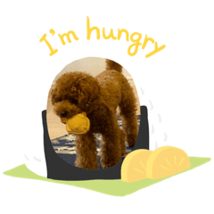 トイプードルのせなおさん