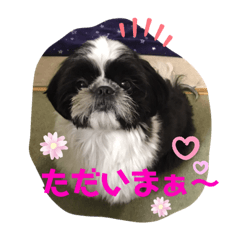 白黒シーズー ハルク  使いやすいスタンプ