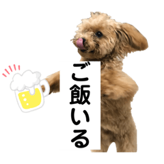 トイプードルのもぐ3