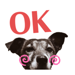 我が家の愛犬ロック