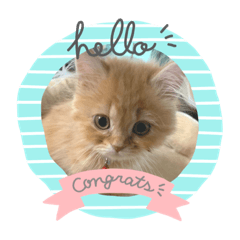 みかんのスタンプ2