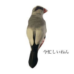 アタシノブンちゃん