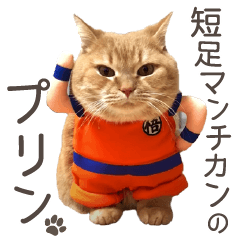 短足マンチカンのプリン