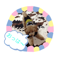 すきすきわんちゃん