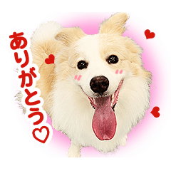 シャロンのマイペース日和