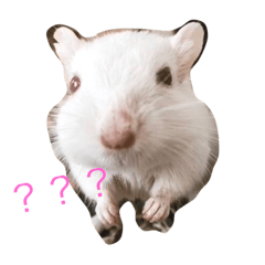 スナネズミのだいふく