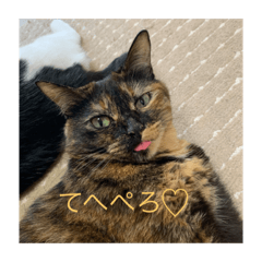 ねこぬこねこぬこねこぬこ