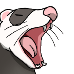 フェレットのルナ