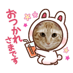 茶トラ猫のカリーですニャ～