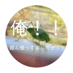 聞いてくれ！俺の主張！