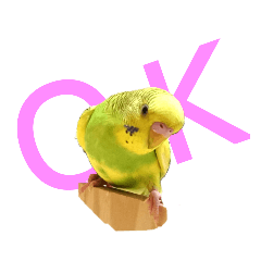 かわいいリアルセキセイインコ日常会話