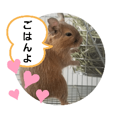 デグーのいちごさんとカメのおかあさん