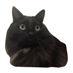 うちのねこちん