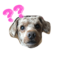 トイプードルのチーズくん。