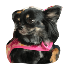 マロン稀にモコ