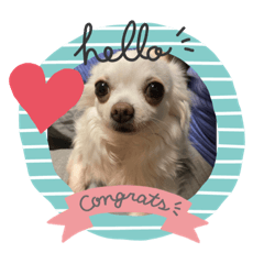 チワワ系スタンプはなお