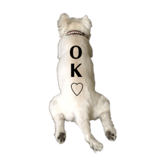 我が家の、もーにゃん♡