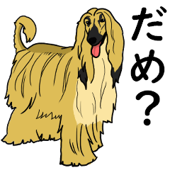 大好き！アフガンハウンド