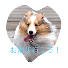 mydog4