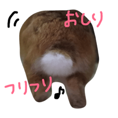 うさぎのみかん