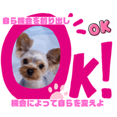 ぼくくぅたん〜ヨークシャテリアの心の中〜