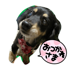 チワックスのはなたろー