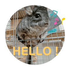 チンチラのととちゃん