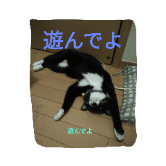 ほのぼの家族　猫