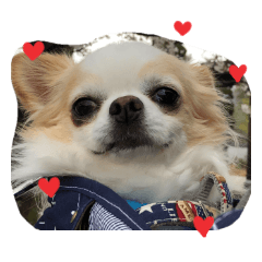 毎日使える☆チワワのフランくん