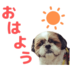 シーズー犬 マル君