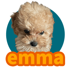 タイニープードルのemma