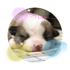 コーギーつむぎはいつも元気！