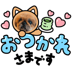 ペキニーズ・ゴマ♡