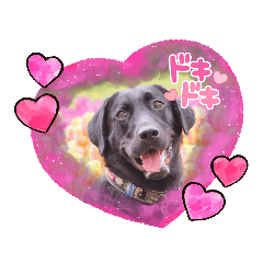 黒ラブのテンくん