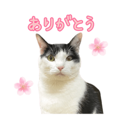 白黒猫のみーこ