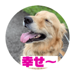 気持ち伝わるゴールデンレトリバー