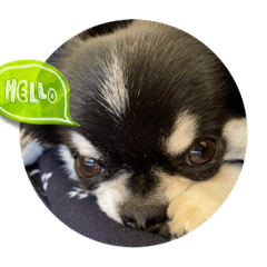 可愛いごましおくんのスタンプ