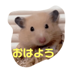 キンクマハムスターのテンちゃん