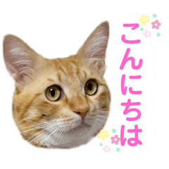 むぎ&たまりのキュートな日常1