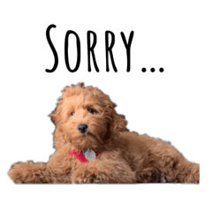 プードルミックスおいも君アップデート