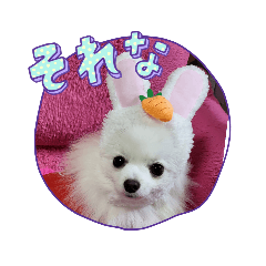 白ポメ3匹の日常