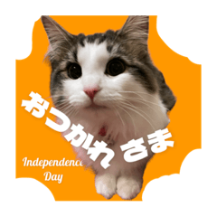 ノルウェージャンりんちゃんジャンVer3