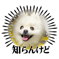 ポメラニアン　まるさん　総集編