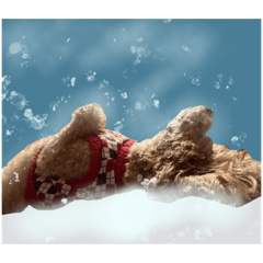 感情が豊かなプードル:ココさん