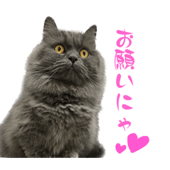 マイ　ネコ　ラブ